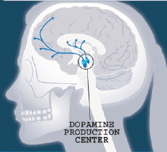 What Is Dopamine In The Brain