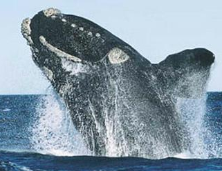 The North Atlantic Right Whale Our Urban Leviathan