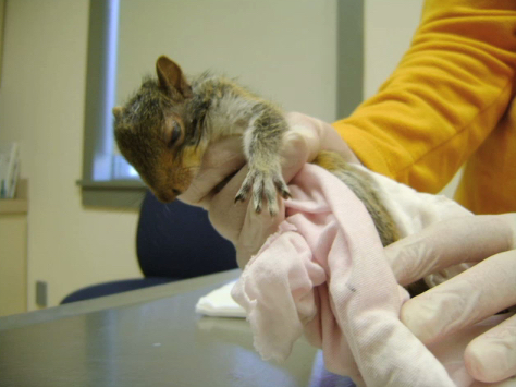 Squirrel stunned after a fall